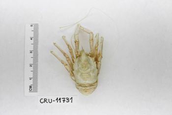 Media type: image;   Invertebrate Zoology CRU-11731 Description: Preserved specimen.;